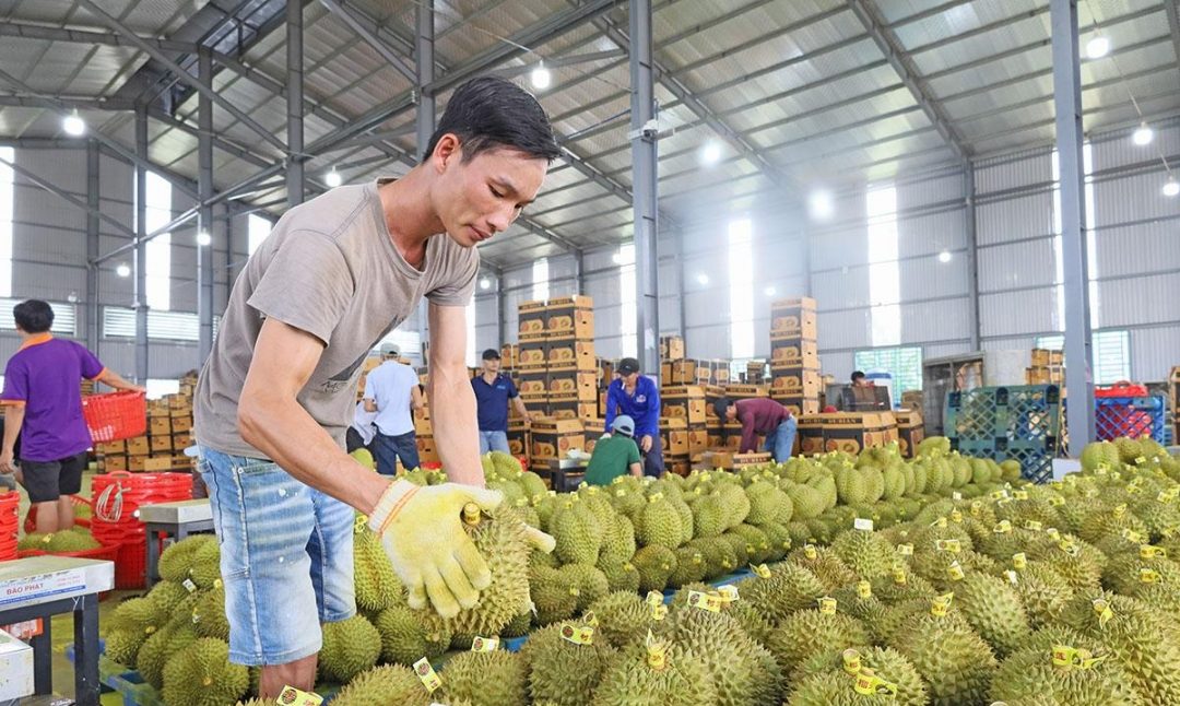 Từ "Bệ Đỡ" Nông Nghiệp Đến Động Lực Phát Triển Kinh Tế 