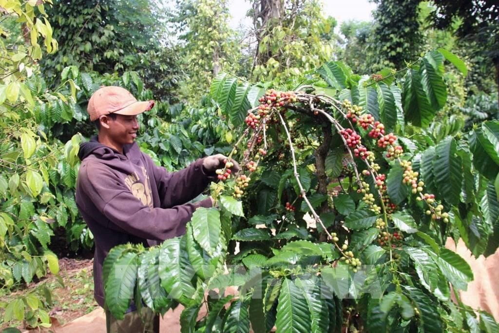 Tái Cấu Trúc Nông Nghiệp Tây Nguyên - Chuyển Từ Mở Rộng Diện Tích Sang Tăng Sức Cạnh Tranh