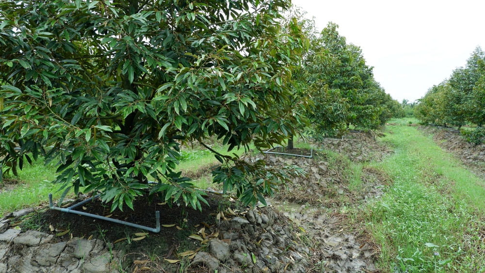 Cẩm nang trồng cây sầu riêng: chuẩn bị, chăm sóc và thu hoạch