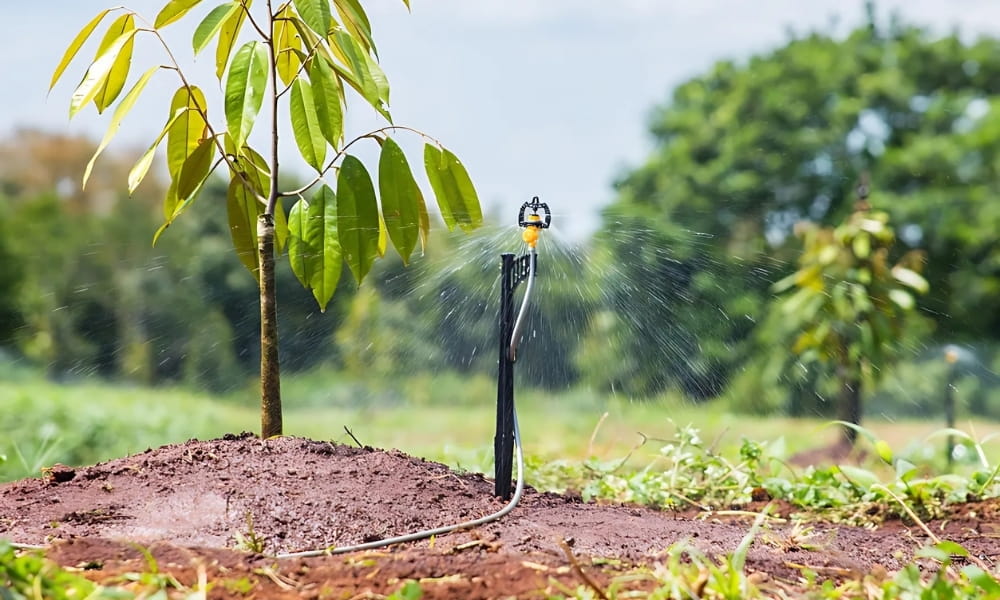 Cẩm nang trồng cây sầu riêng: chuẩn bị, chăm sóc và thu hoạch