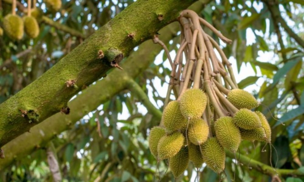 Cẩm nang trồng cây sầu riêng: chuẩn bị, chăm sóc và thu hoạch