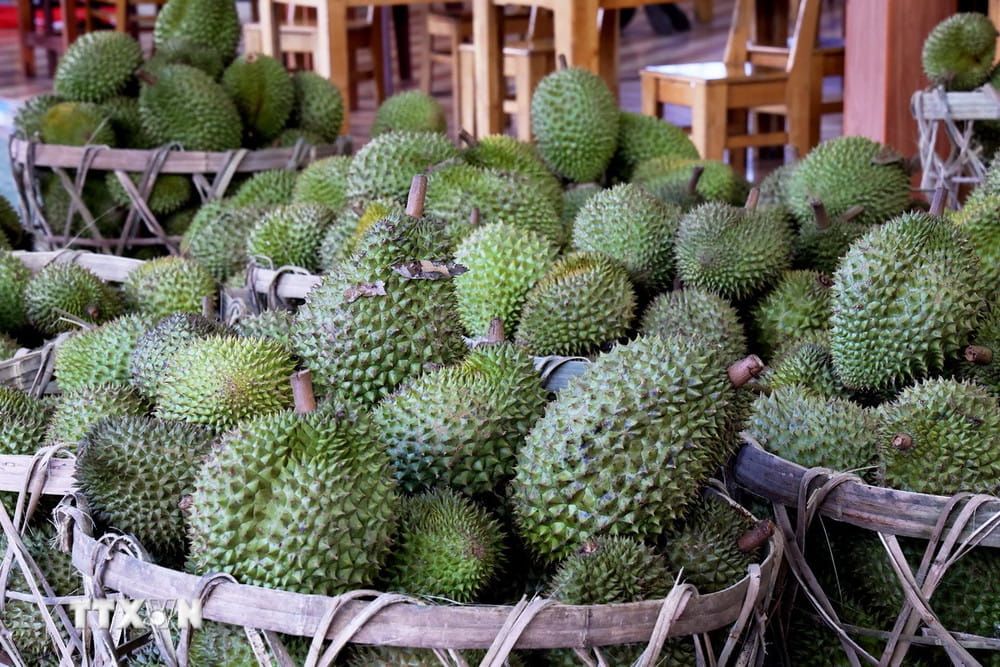 Cẩm nang trồng cây sầu riêng: chuẩn bị, chăm sóc và thu hoạch