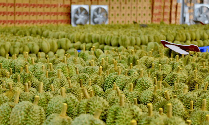 Cẩm nang trồng cây sầu riêng: chuẩn bị, chăm sóc và thu hoạch