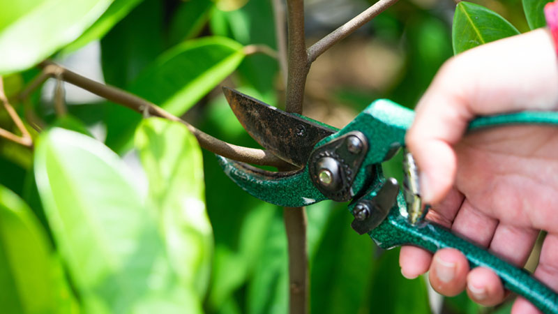 Cây Sầu Riêng: Giá Trị Kinh Tế Và Kỹ Thuật Trồng Đang Được Quan Tâm Hiện Nay