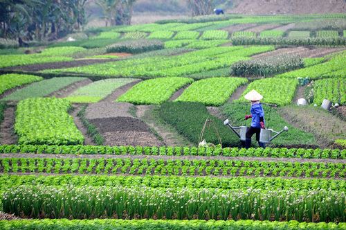 Nông Nghiệp Xanh Là Gì? Mô Hình Nông Nghiệp Xanh Và Hiệu Quả Thực Tế Trong Phát Triển Bền Vững
