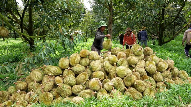 Quy Trình Kiểm Soát Chất Lượng Và Quản Lý Mã Số Vùng Trồng Sầu Riêng Nghiêm Ngặt