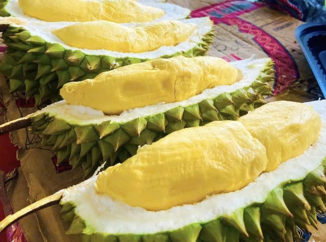 Lễ Hội Sầu Riêng Đắk Lắk 2026: Cơ Hội Nâng Tầm Thương Hiệu Và Phát Triển Chuỗi Giá Trị Sầu Riêng