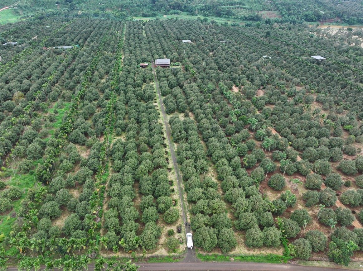 Liên Hiệp HTX Cư M’gar Khảo Sát Vùng Sầu Riêng, Chủ Động Chuẩn Bị Sản Phẩm Trước Thềm Lễ Hội