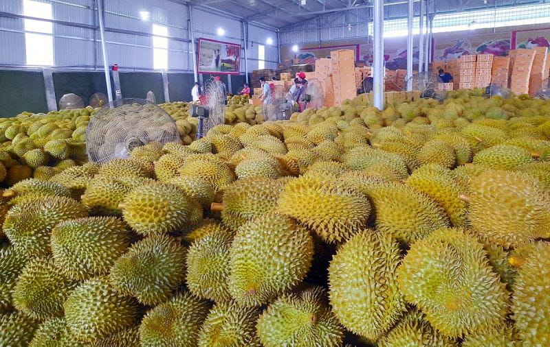 Lễ Hội Sầu Riêng Đắk Lắk 2026: Cơ Hội Nâng Tầm Thương Hiệu Và Phát Triển Chuỗi Giá Trị Sầu Riêng