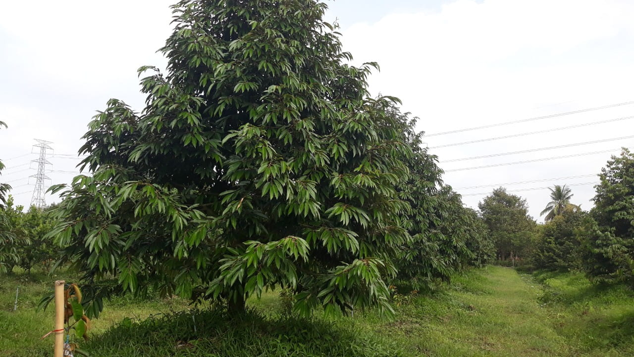 Thay Đổi Thói Quen Canh Tác, Nâng Tầm Giá Trị Sầu Riêng Tây Nguyên