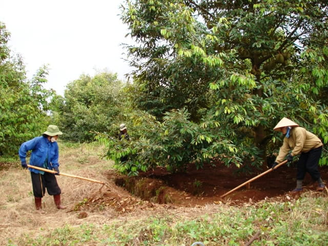 Bón Phân Cho Sầu Riêng: Vì Sao Không Nên Chỉ Tập Trung Vào Giai Đoạn Nuôi Trái?