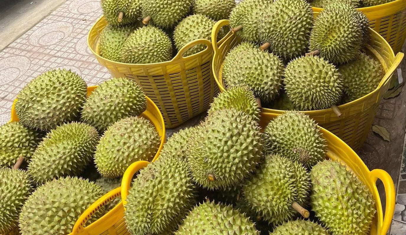 Sầu Riêng Việt Nam Cạnh Tranh Bằng Điều Gì Ngoài Sản Lượng?
