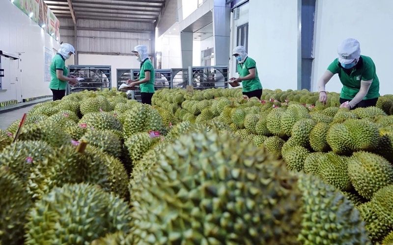 Sầu Riêng Việt Nam Cạnh Tranh Bằng Điều Gì Ngoài Sản Lượng?