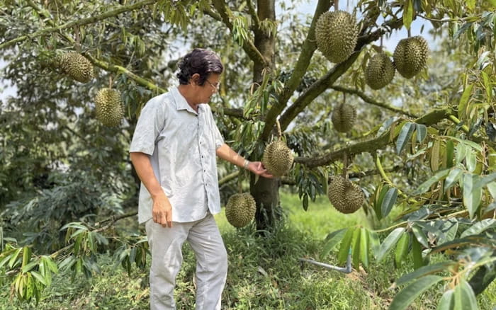 Quản Lý Vùng Trồng Sầu Riêng Bắt Đầu Từ Những Ghi Chép Nhỏ