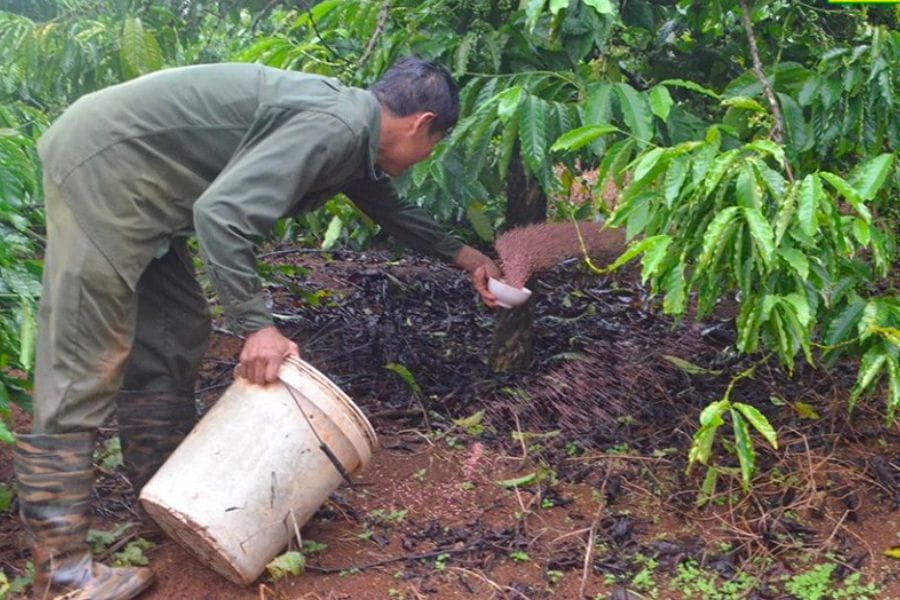 Lựa Chọn Phân Bón Cho Cây Sầu Riêng: Chọn Đúng Để Cây Khỏe, Trái Đạt Chất Lượng