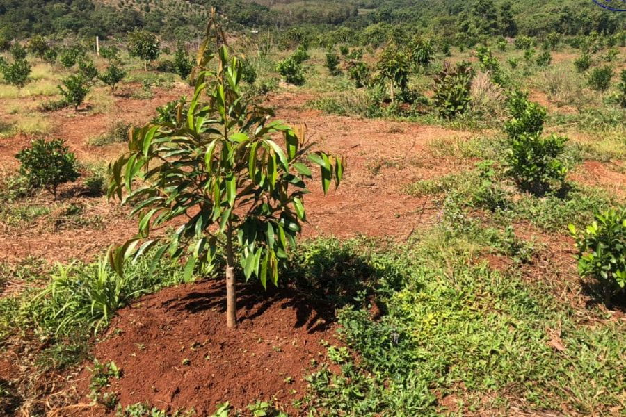 Lựa Chọn Phân Bón Cho Cây Sầu Riêng: Chọn Đúng Để Cây Khỏe, Trái Đạt Chất Lượng