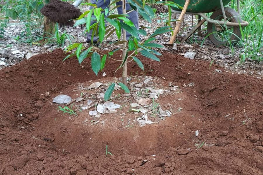 Lựa Chọn Phân Bón Cho Cây Sầu Riêng: Chọn Đúng Để Cây Khỏe, Trái Đạt Chất Lượng