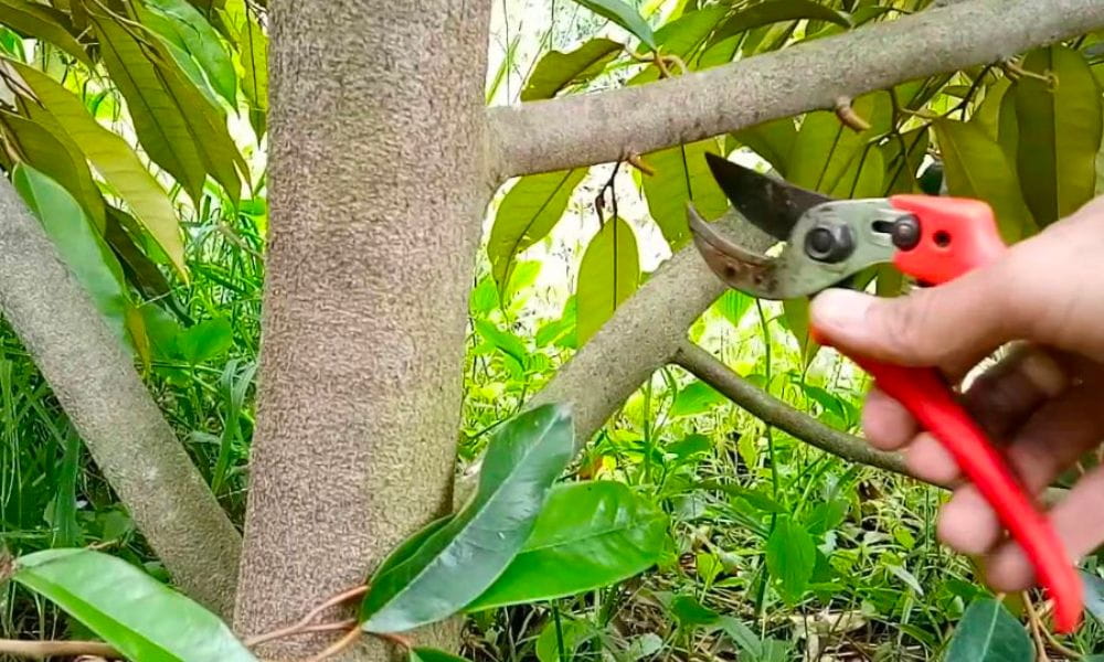 Quản Lý Vùng Trồng Sầu Riêng Bắt Đầu Từ Những Ghi Chép Nhỏ