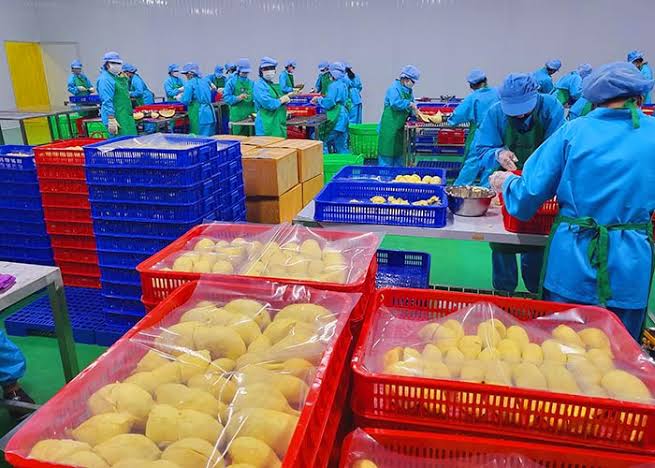 Từ Múi Sầu Riêng Đến Sản Phẩm Cấp Đông: Những Khâu Cần Kiểm Soát