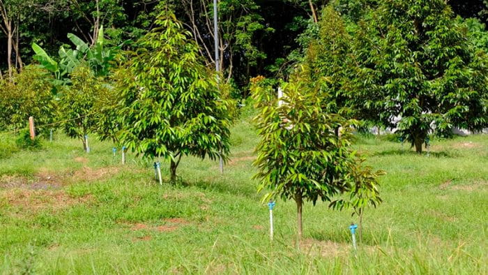 Quản Lý Vùng Trồng Sầu Riêng Bắt Đầu Từ Những Ghi Chép Nhỏ