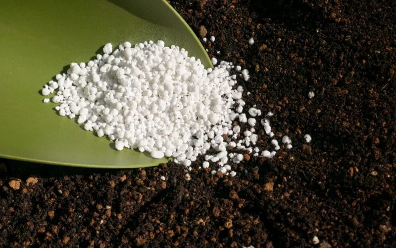 Lựa Chọn Phân Bón Cho Cây Sầu Riêng: Chọn Đúng Để Cây Khỏe, Trái Đạt Chất Lượng