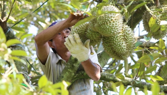 Quản Lý Vùng Trồng Sầu Riêng Bắt Đầu Từ Những Ghi Chép Nhỏ